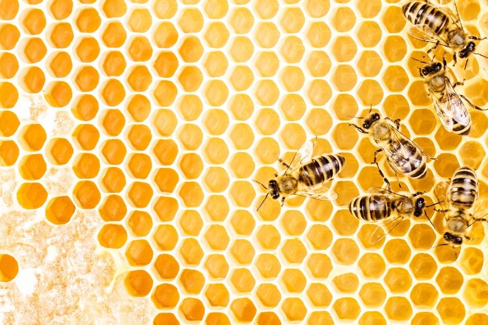 Les abeilles butinent du microplastique et c’est mauvais signe